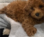 Small #13 Maltipoo