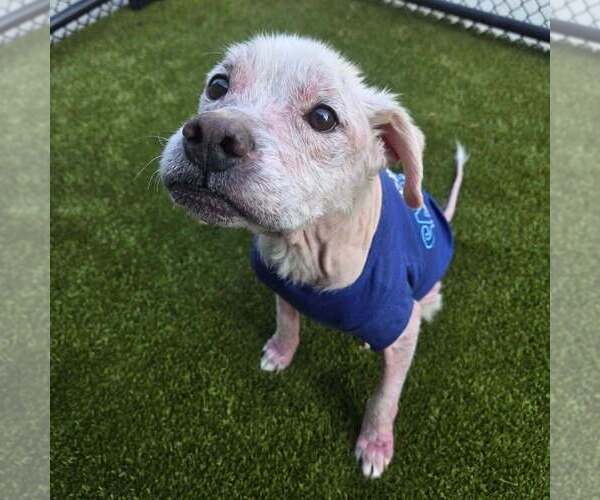 Medium Photo #6 Mutt Puppy For Sale in New York, NY, USA