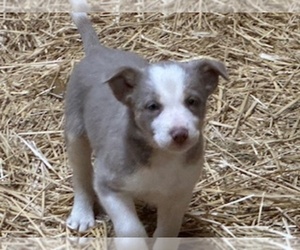 Border Collie Puppy for Sale in WILLISTON, North Dakota USA