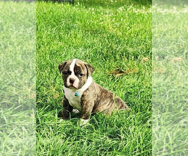 Medium Photo #2 American Bulldog Puppy For Sale in NORTH RIDGEVILLE, OH, USA