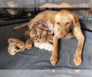 Mother of the Labrador Retriever puppies born on 04/08/2022