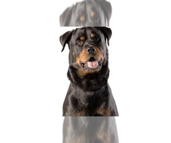 Medium Photo #1 Rottweiler Puppy For Sale in Gilbert, AZ, USA