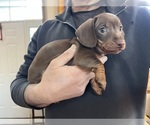 Puppy Puppy 2 Dachshund
