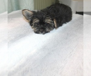 Havashire Puppy for sale in THAYER, KS, USA