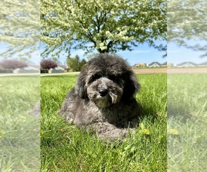 Goldendoodle Puppy for sale in GREENFIELD, IN, USA