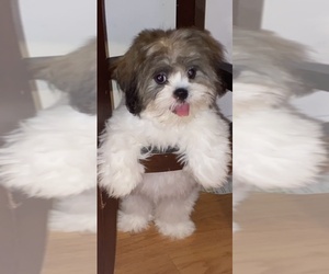 Lhasa Apso Puppy for sale in VIRGINIA BEACH, VA, USA
