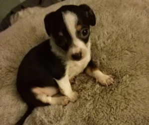 Chihuahua-Jack Chi Mix Puppy for sale in SAINT AUGUSTINE, FL, USA