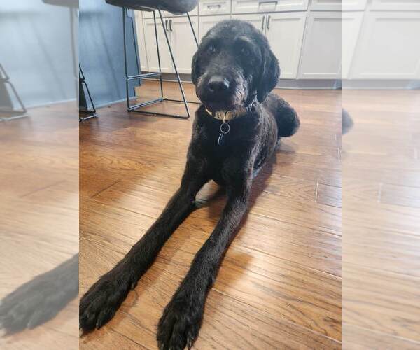 Medium Photo #8 Chesa-Poo Puppy For Sale in Springdale, PA, USA