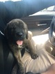 Small Photo #2 Cane Corso Puppy For Sale in HILLSBORO, OR, USA