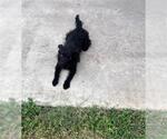 Small Mutt