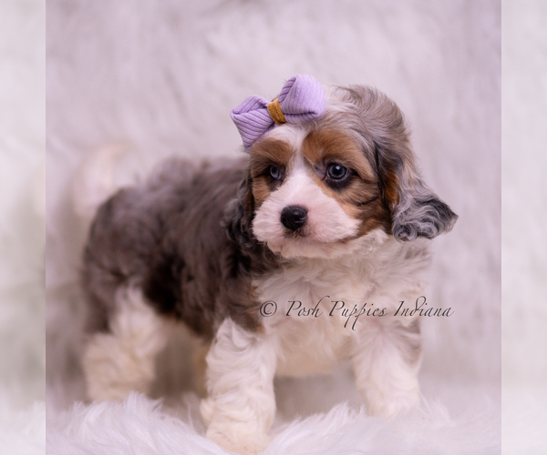 Medium Photo #98 Cavapoo (Miniature) Puppy For Sale in WARSAW, IN, USA