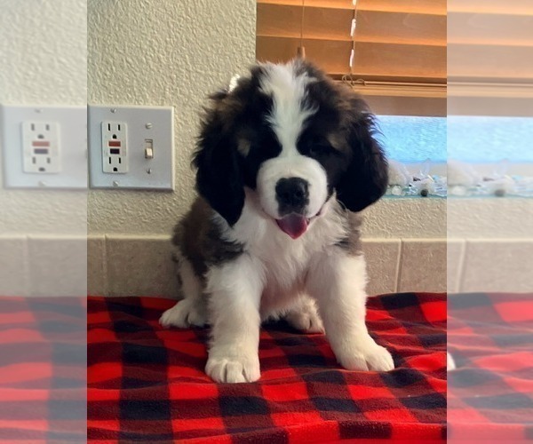 Medium Photo #2 Saint Bernard Puppy For Sale in COLORADO SPRINGS, CO, USA