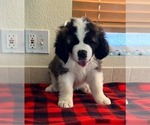 Small #1 Saint Bernard