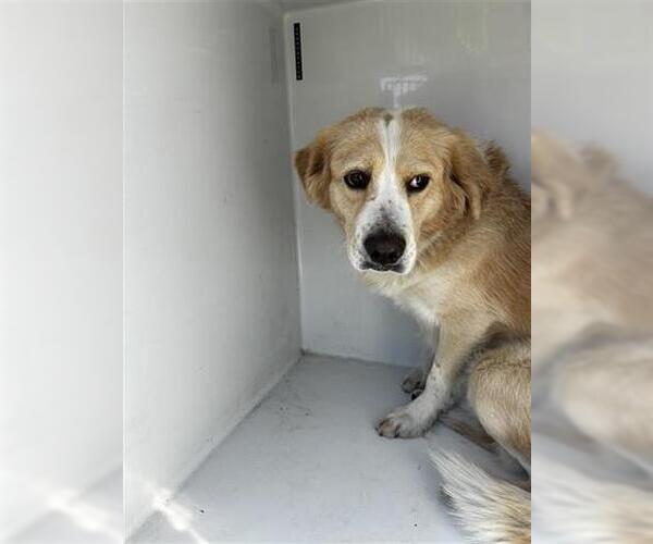 Medium Photo #1 Golden Retriever-Pembroke Welsh Corgi Mix Puppy For Sale in Houston, TX, USA