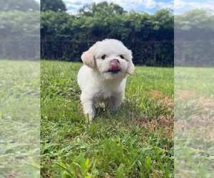 Maltipoo (Miniature) Puppy for sale in BROCKTON, MA, USA