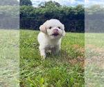 Small Maltipoo (Miniature)