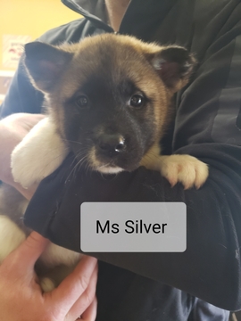 Medium Photo #2 Akita Puppy For Sale in HUTCHINSON, MN, USA