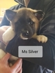 Small Photo #2 Akita Puppy For Sale in HUTCHINSON, MN, USA
