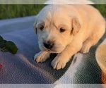 Small Photo #11 Golden Retriever Puppy For Sale in WOOSTER, OH, USA