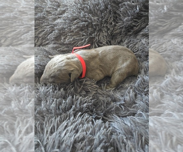 Medium Photo #2 Cane Corso Puppy For Sale in HENRY, VA, USA