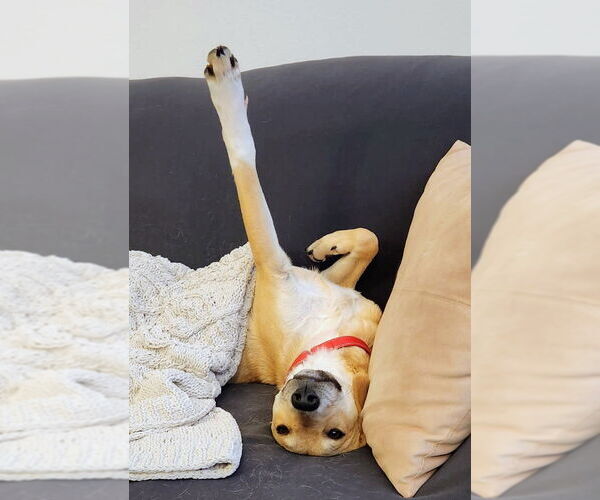 Medium Photo #3 Labrador Retriever-Unknown Mix Puppy For Sale in Cottage Grove, MN, USA