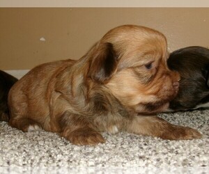 Havanese Puppy for sale in WEST CONCORD, MN, USA