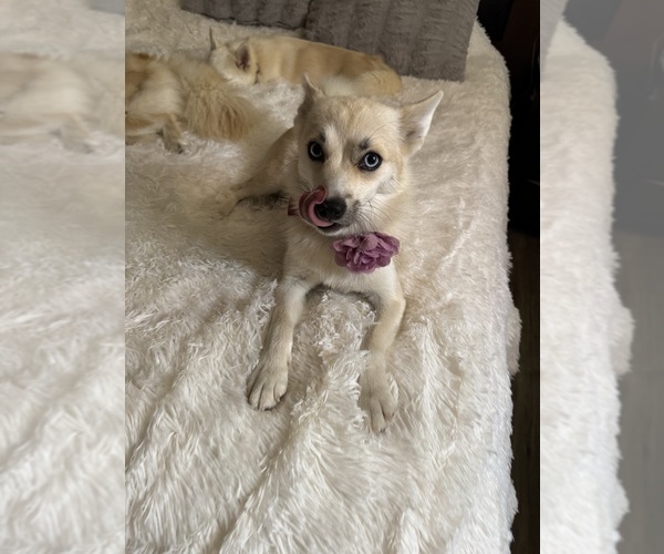 Medium Photo #146 Pomsky Puppy For Sale in LOVELAND, CO, USA