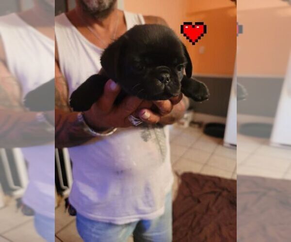 Medium Photo #1 Pug Puppy For Sale in LAKE WACCAMAW, NC, USA