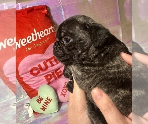 Medium Photo #4 Pug Puppy For Sale in MOUNT WASHINGTON, KY, USA