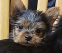 Small Photo #24 Yorkshire Terrier Puppy For Sale in SUWANEE, GA, USA