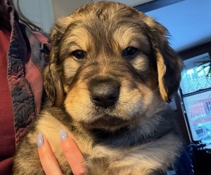 Bernedoodle-English Cream Golden Retriever Mix Puppy for sale in MONTCLAIR, NJ, USA