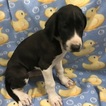 Small Photo #3 Great Dane Puppy For Sale in COPPERAS COVE, TX, USA