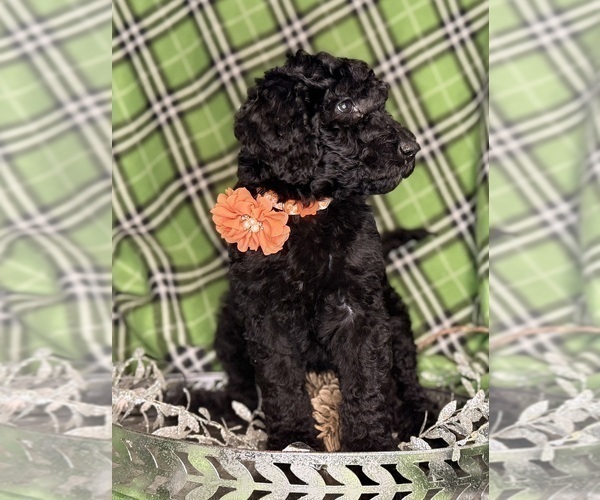 Medium Photo #3 Labradoodle mix (+ Poodle Standard) Puppy For Sale in MOKELUMNE HILL, CA, USA