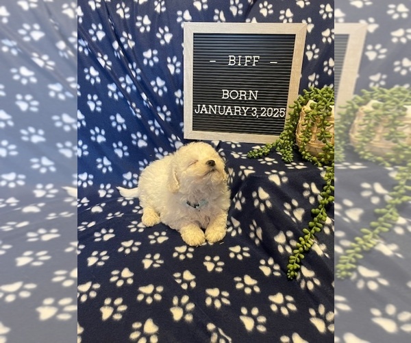 Medium Photo #8 Bichon Frise Puppy For Sale in COLUMBIANA, OH, USA