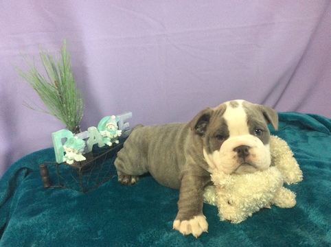 Medium Photo #1 Bulldog Puppy For Sale in EPHRATA, PA, USA