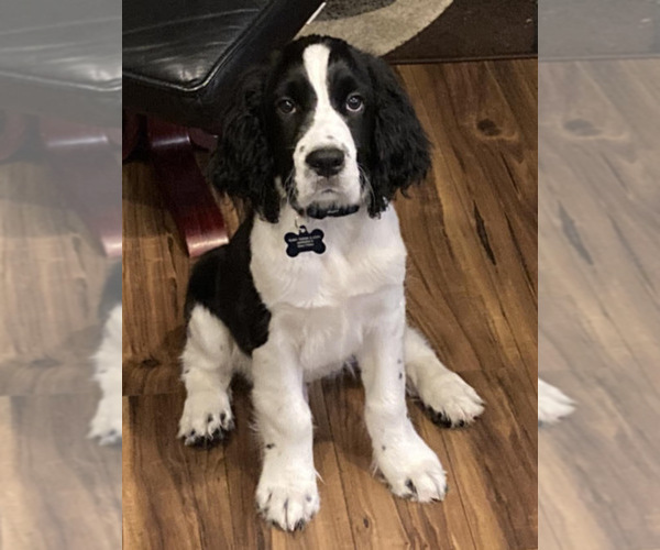 Medium Photo #1 English Springer Spaniel Puppy For Sale in SOUTH MIAMI, FL, USA