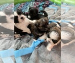 Small Photo #1 Shih Tzu Puppy For Sale in LONGWOOD, FL, USA