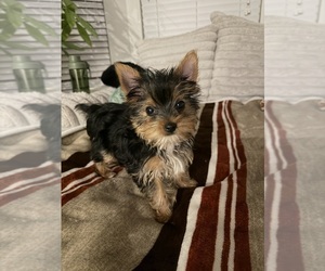 Yorkshire Terrier Puppy for Sale in ROCKWALL, Texas USA