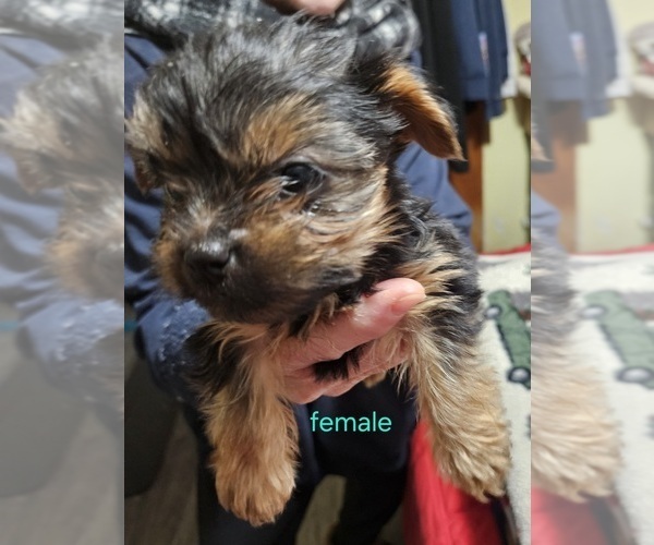 Medium Photo #5 Yorkshire Terrier Puppy For Sale in CONKLIN, NY, USA