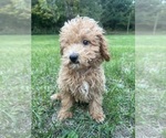 Small #1 Poodle (Miniature)