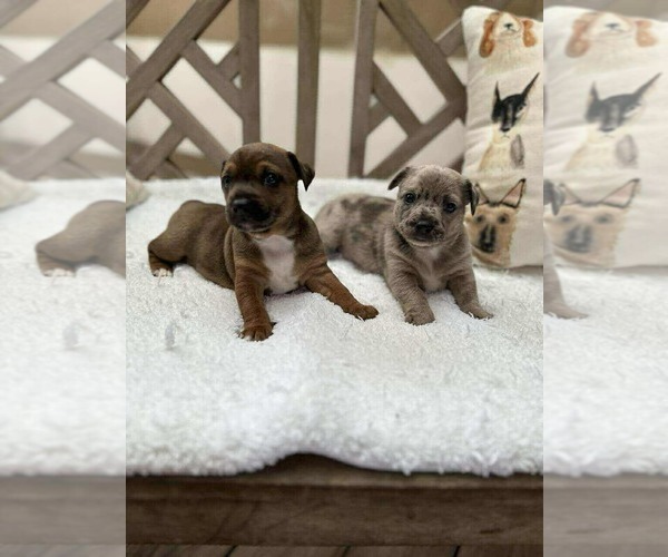 Medium Photo #2 Jack-A-Bee Puppy For Sale in Princeton, MN, USA