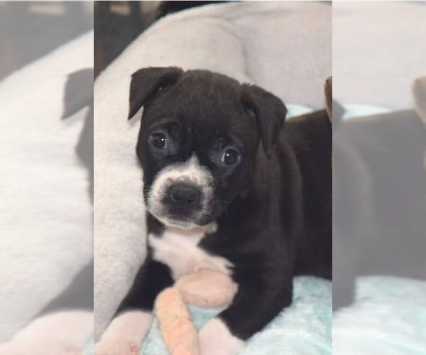 Medium Photo #5 Boxer-Unknown Mix Puppy For Sale in Roaring River, NC, USA
