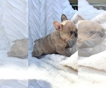 Small Photo #8 French Bulldog Puppy For Sale in FLORENCE, KY, USA