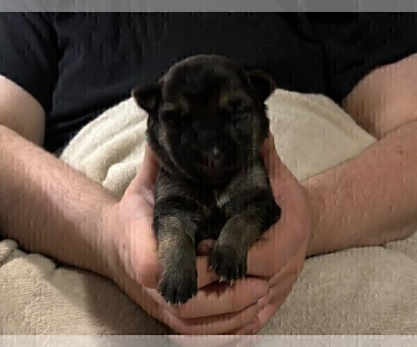 Medium Photo #11 German Shepherd Dog Puppy For Sale in SACRAMENTO, CA, USA