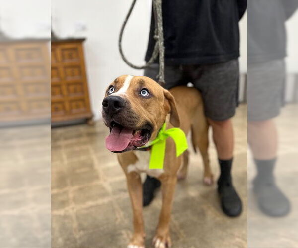Medium Photo #2 Boxer-Mastiff Mix Puppy For Sale in Marina Del Rey, CA, USA