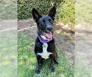 Luna - Female Mutt Dog for Adoption - Photo #3
