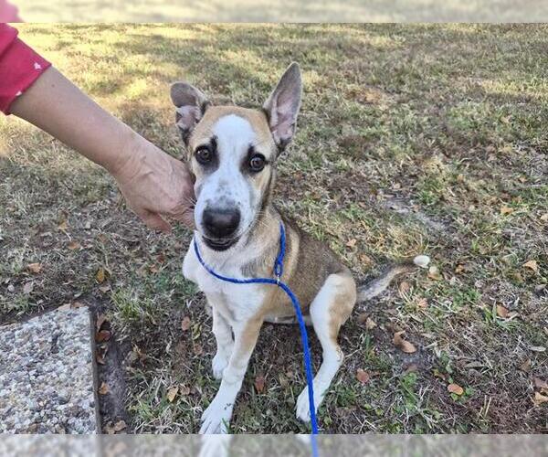 Medium Photo #1 Gerberian Shepsky Puppy For Sale in Houston, TX, USA