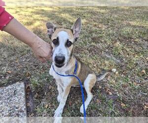Gerberian Shepsky Dogs for adoption in Houston, TX, USA