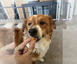 Small #5 Border Collie Mix