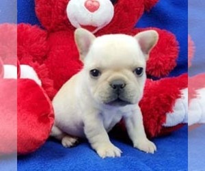 French Bulldog Puppy for sale in MARIONVILLE, MO, USA